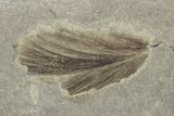 Detailed Fossil Feather and Crane Flies - Green River Formation #242712-1